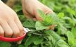 How to Get Rid van Mint Plant plagen