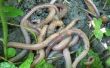 How to Raise regenwormen voor geld