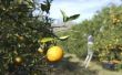 Hoe kan u helpen een oranje boom produceren zoete sinaasappelen
