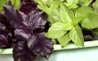 How to Grow paarse basilicum