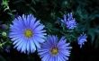 How to Keep Asters in bloei