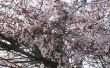 Hoe Plant een Japanse pruimenboom
