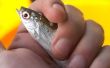Hoe om levend aas voor zoutwater vissen tuig
