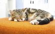 Home Remedies voor katten niezen