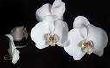 Wat zijn de witte orchideeën?