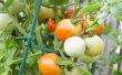 Hoe om te oogsten van tomaten zaden voor opplant