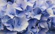 Hoe te snoeien Nikko blauwe hortensia's