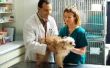 Hoe bloedmonsters op een hond als een veterinaire technicus getekend