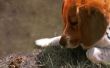 Agressieve Beagle gedrag