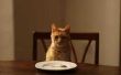 Profs & nadelen van Raw Food Diet voor katten