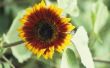 Hoeveel zonnebloemen voor een vierkante voet?
