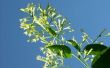 Hoe droog jasmijn bloemen