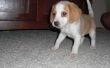 How to Housebreak een Beagle pup