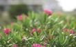 Hoe Trim een Oleander Bush