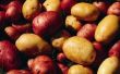 How to Grow aardappelen in Aquaponics