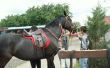 Paarden therapie voor kinderen