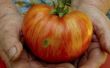 How to Grow Mr. Stripey tomaten