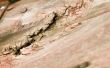 Hoe te repareren van verrot hout zonder verwijdering