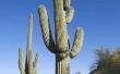 Wat zijn de twee aanpassingen voor Saguaro Cactus?