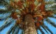 Hoe maak je een klas palmboom