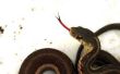 Het wegwerken van Kousenband slangen