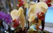 How to Kill mijten van een orchidee