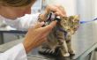 Home Remedies voor de behandeling van oormijt bij katten