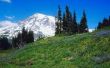 Hoe Wild Mountain bramen plukken in Washington