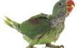Slechte gewoonten wijzigen voor Amazone papegaaien