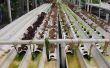 Wat planten kan worden gekweekt hydrocultuur