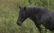 Effecten van LV 400 2, 4-D Weed Killer op paarden