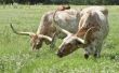 How to Raise Texas Longhorn vee voor rundvlees