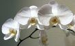 Hoe een orchidee Plant snoeien