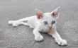 Waarom de geriatrische katten worden dunne & Bony?