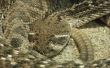 Het uitvoeren van taxidermie op een Rattle Snake