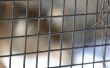 How to Build een dierlijke Cage Trap