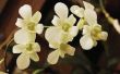 De betekenis van een witte orchidee