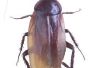 Hoe maak je een niet-toxisch voorn formule om te doden van kakkerlakken uitroeien