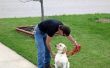 Hoe Vrijwilliger voor Service hond opleiding