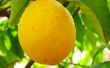Hoe citroen zaden ontkiemen