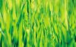 Wat te doen als gras heeft gele vlekken of mogelijk cinchkabel Bugs