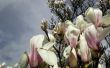 Feiten over de magnoliaboom