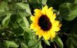 Wat planten groeien goed met zonnebloemen?