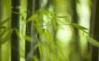 Hoe de zorg voor zieke bamboe planten