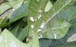 How to Get Rid van melig Bugs (aka wollige bladluizen) op uw planten