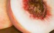Hoe te een perzik zaad ontkiemen