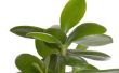 Hoe te identificeren van kleine blad kamerplanten