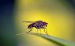 How to Get Rid van muggen in kamerplanten
