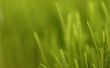 How to Deal met gele gras in gras gebieden