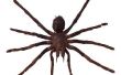 Hoe af te weren van zwarte weduwen en noordelijke kluizenaar spinnen